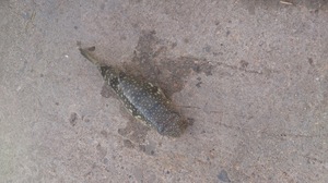 ブログ用魚.jpg