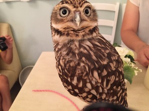 owl01.JPG
