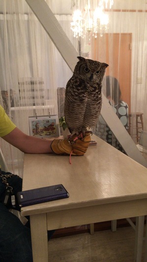 owl02.JPG